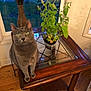 Miss Mia is registered to the contest to win money with this photo: cat, gray_cat, plant, potted_plant, glass_table, wooden_table, window, indoor, green_leaves, curious, pets, floor, home, furniture, evening, domestic_cat, table_leg, reflection, natural_light, animal