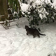 Miss Mia is registered to the contest to win money with this photo: cat, snow, winter, outdoor, animal, feline, green_eyes, bush, leaf, wooden_fence, nature, cold, footprints, plant, frost, daylight, quiet, curious, pet, garden