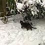 cat, snow, winter, outdoor, animal, feline, green_eyes, bush, leaf, wooden_fence, nature, cold, footprints, plant, frost, daylight, quiet, curious, pet, garden