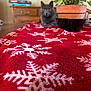 Miss Mia joined the competition — help win amazing prizes! cat, gray_cat, table, red_blanket, snowflake_pattern, potted_plant, indoor, furniture, dresser, decoration, home, cozy, plant_pot, wood, blurred_background, pet, animal, holiday_theme, soft_texture, domestic