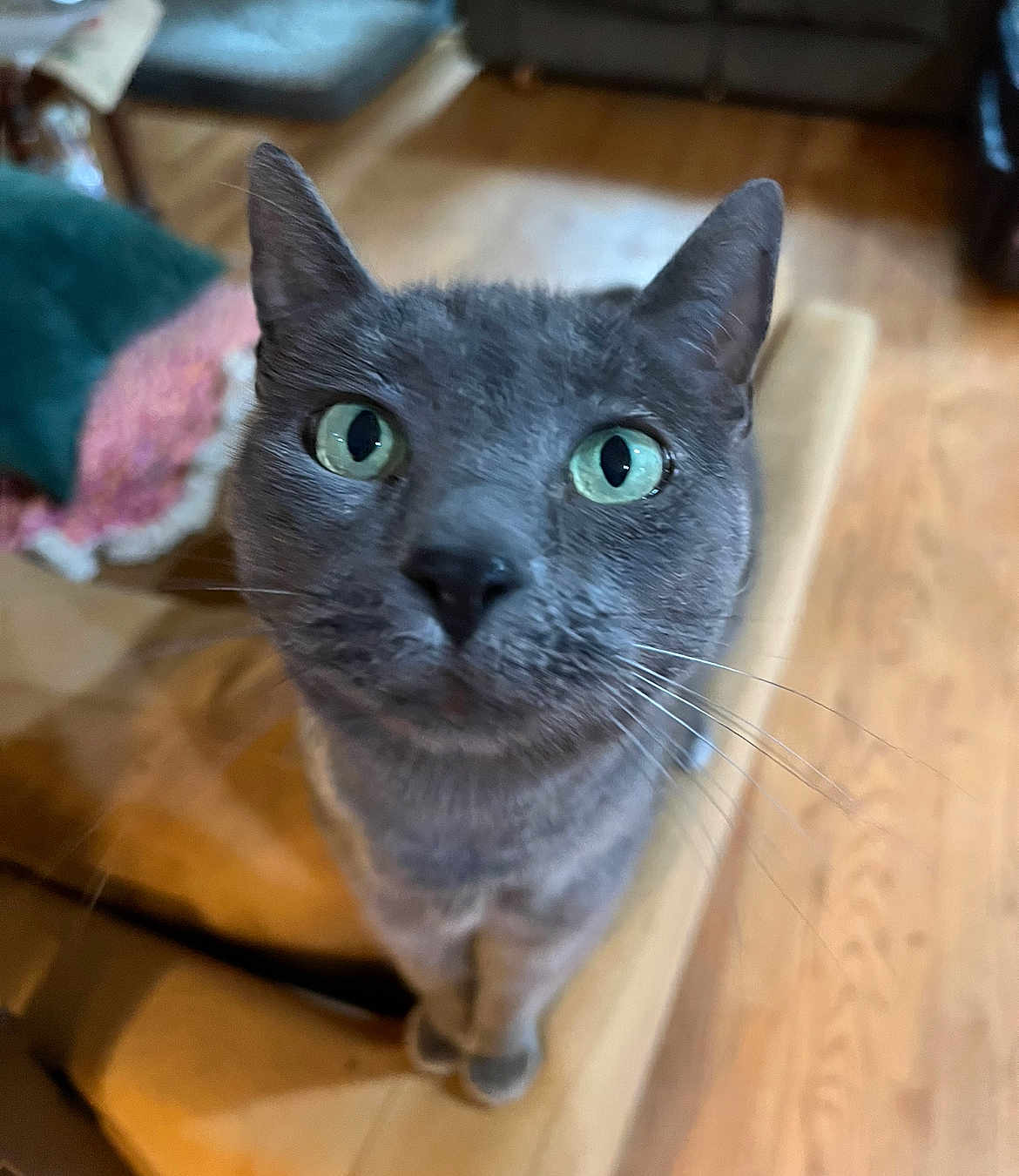 Miss Mia