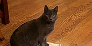Miss Mia joined the competition — help win amazing prizes! cat, gray_cat, indoor, wooden_floor, cardboard_box, curious, pet, animal, sitting, looking_at_camera, floor, household, domestic, feline, tabby, whiskers, ears, tail, quiet, cozy