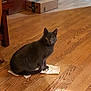 cat, gray_cat, indoor, wooden_floor, cardboard_box, curious, pet, animal, sitting, looking_at_camera, floor, household, domestic, feline, tabby, whiskers, ears, tail, quiet, cozy