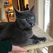 Miss Mia is registered to the contest to win money with this photo: animal, cat, cat_tree, cozy, domestic, fur, furniture, gray_cat, green_eyes, hand, home, indoor, kitchen, natural_light, pet, relaxed, resting, supporting_hand, whiskers, window