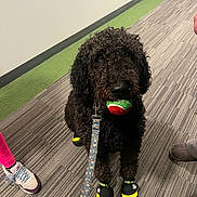 Millie is registered to the contest to win money with this photo: dog, curly_fur, black_dog, dog_boots, tennis_ball, leash, indoor, carpet, striped_carpet, footwear, shoes, person, pet, toy, waiting, animal, playful, companion, floor, curly_hair