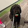animal, black_dog, carpet, companion, curly_fur, curly_hair, dog, dog_boots, floor, footwear, indoor, leash, person, pet, playful, shoes, striped_carpet, tennis_ball, toy, waiting