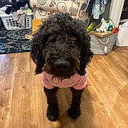 Millie joined the competition — help win amazing prizes! animal, armchair, black_dog, canine, cozy, curious, curly_fur, decor, dog, fur, home, household_items, indoor, laundry_basket, living_room, pet, pet_clothing, pink_outfit, standing, wooden_floor