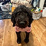 animal, armchair, black_dog, canine, cozy, curious, curly_fur, decor, dog, fur, home, household_items, indoor, laundry_basket, living_room, pet, pet_clothing, pink_outfit, standing, wooden_floor