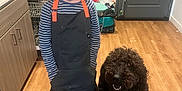 Millie joined the competition — help win amazing prizes! child, dog, apron, striped_shirt, curly_fur, smiling, kitchen, wooden_floor, cabinet, countertop, refrigerator, door, pet, indoor, happy, standing, black_apron, curly_dog, young_child, smile