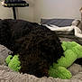 animal, bed, black_dog, blanket, comfort, cozy, curly_fur, cute, dog, domestic_animal, fur, green_toy, indoor, pet, plush_toy, relaxing, resting, sleeping, snuggling, soft