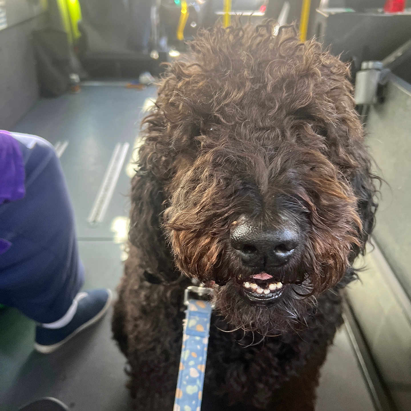 Millie is registered to the contest to win money with this photo: animal, black_dog, canine, closeup, curly_hair, dog, floor, fur, indoor, leash, light, muzzle, person, pet, seat, shoe, snout, tongue, vehicle, window