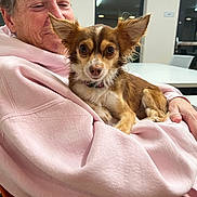 Rupert Swayne is registered to the contest to win money with this photo: dog, small_dog, person, indoor, pink_hoodie, seated, table, chair, face, fur, ears, pet, comfort, smile, human_hand, casual_clothing, brown_fur, white_fur, expression, companionship