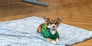 Rupert Swayne is registered to the contest to win money with this photo: dog, small_dog, green_shirt, blanket, wooden_floor, indoor, flooring, pet, animal, ears, fur, brown, white, relaxed, looking_at_camera, modern_room, chair_leg, table_leg, quiet, calm