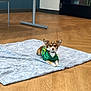 animal, blanket, brown, calm, chair_leg, dog, ears, flooring, fur, green_shirt, indoor, looking_at_camera, modern_room, pet, quiet, relaxed, small_dog, table_leg, white, wooden_floor