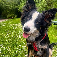 Viago a rejoint le concours — aidez-le/la à gagner de superbes lots ! dog, black_and_white, pink_harness, grass, flowers, outdoor, nature, happy, tongue_out, cute, pet, canine, greenery, summer, park, animal, sitting, playful, ears_up, closeup
