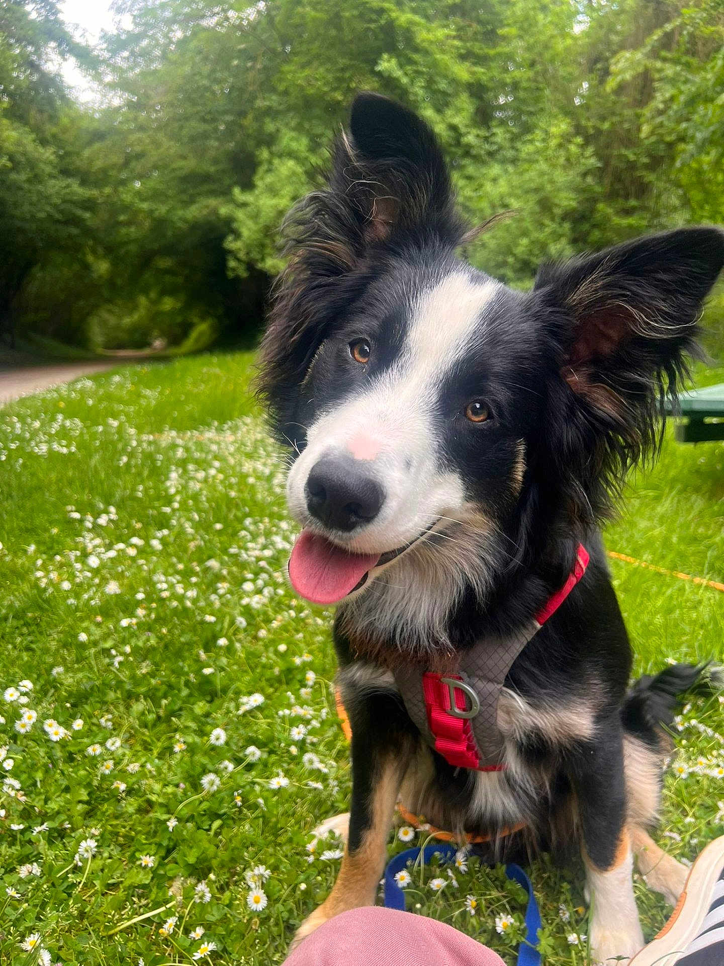 Viago a rejoint le concours — aidez-le/la à gagner de superbes lots ! dog, black_and_white, pink_harness, grass, flowers, outdoor, nature, happy, tongue_out, cute, pet, canine, greenery, summer, park, animal, sitting, playful, ears_up, closeup