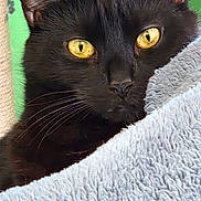 Sully joined the competition — help win amazing prizes! black_cat, cat, pet, animal, close_up, golden_eyes, whiskers, feline, cozy, blanket, soft_texture, indoor, green_background, curious, mysterious, portrait, fur, ears, nose, relaxed