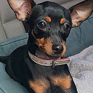 Angie participe au concours pour gagner de l'argent avec cette photo : dog, small_dog, black_dog, tan_markings, pet_bed, leash, car_seat, alert, ears, collar, animal, cute, domestic_animal, companionship, resting, indoor, portrait, canine, furry, young_dog