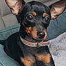 dog, small_dog, black_dog, tan_markings, pet_bed, leash, car_seat, alert, ears, collar, animal, cute, domestic_animal, companionship, resting, indoor, portrait, canine, furry, young_dog