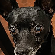 Jack participe au concours pour gagner de l'argent avec cette photo : dog, black_dog, pet, animal, ears, eyes, floor, hexagonal_tiles, curious, looking_up, indoor, close_up, canine, fur, snout, portrait, domestic_animal, attention, table_leg, shadow