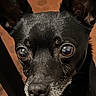dog, black_dog, pet, animal, ears, eyes, floor, hexagonal_tiles, curious, looking_up, indoor, close_up, canine, fur, snout, portrait, domestic_animal, attention, table_leg, shadow