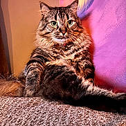 Hash Brown is registered to the contest to win money with this photo: cat, tabby, fluffy, indoor, carpet, wall, purple, pink, relaxed, pet, fur, whiskers, collar, animal, cute, portrait, sitting, looking, cozy, domestic