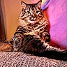 cat, tabby, fluffy, indoor, carpet, wall, purple, pink, relaxed, pet, fur, whiskers, collar, animal, cute, portrait, sitting, looking, cozy, domestic