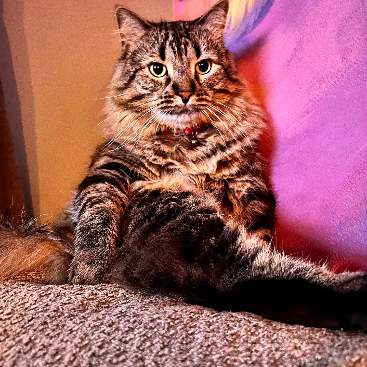 Hash Brown is registered to the contest to win money with this photo: cat, tabby, fluffy, indoor, carpet, wall, purple, pink, relaxed, pet, fur, whiskers, collar, animal, cute, portrait, sitting, looking, cozy, domestic