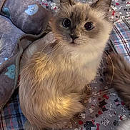 Suzie joined the competition — help win amazing prizes! cat, fluffy, pet, indoor, blanket, patterned, animal, cute, curious, sitting, fur, whiskers, eyes, domestic, companion, cozy, relaxed, tail, feline, home