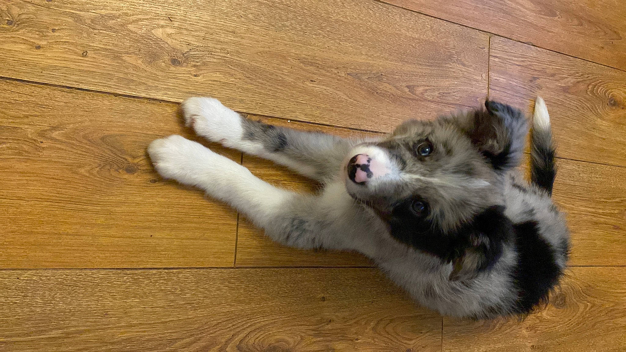 Bud is registered to the contest to win money with this photo: canidae, carnivore, companion_dog, dog, dog_breed, flooring, fur, hardwood, miniature_australian_shepherd, paw, plank, sled_dog, sporting_group, tail, varnish, whiskers, wood, wood_stain, working_animal, working_dog