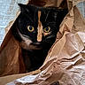 Espresso is registered to the contest to win money with this photo: black_fur, brown_paper, cat, close_up, crinkled_paper, curious_expression, ears, indoor, nose, orange_marking, paper_bag, pet, portrait, shadow, sitting, texture, tile_floor, tortoiseshell_cat, whiskers, wide_eyes