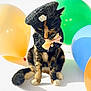 accessory, balloons, beret, bow, calico_cat, cat, close_up, costume, festive, hat, party, paws, pet, playful, portrait, sitting, studio_photography, tail, whiskers, white_background