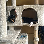 Espresso joined the competition — help win amazing prizes! beige, calico_cat, cat, cat_paw, cat_tree, cozy, feather_toy, fur, furniture, indoor, lounging, paw, peeking, pet, playful, plush, portrait, resting, scratching_post, whiskers