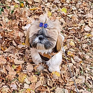 Vitaa a rejoint le concours — aidez-le/la à gagner de superbes lots ! dog, puppy, bow, leaves, autumn, outdoor, pet, cute, fluffy, small_dog, fall, nature, canine, leaf_litter, fur, leash, adorable, park, animal, seasonal
