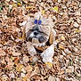 dog, puppy, bow, leaves, autumn, outdoor, pet, cute, fluffy, small_dog, fall, nature, canine, leaf_litter, fur, leash, adorable, park, animal, seasonal
