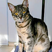 Athena participe au concours pour gagner de l'argent avec cette photo : animal, blue_surface, cat, close_up, collar, domestic_cat, ears, feline, fur, indoor, paws, pet, shadow, sitting, sunlight, tabby, texture, whiskers, window_light, yellow_eyes