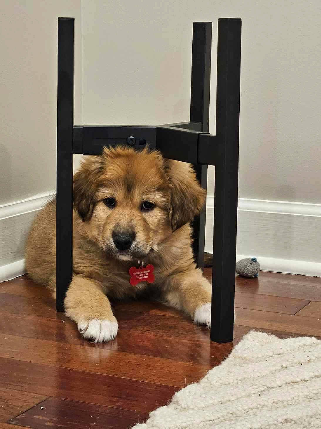 Nala joined the competition — help win amazing prizes! canidae, carnivore, companion_dog, dog, dog_breed, dog_supply, door, fawn, floor, flooring, fur, hardwood, paw, pet_supply, rectangle, snout, sporting_group, tail, whiskers, wood