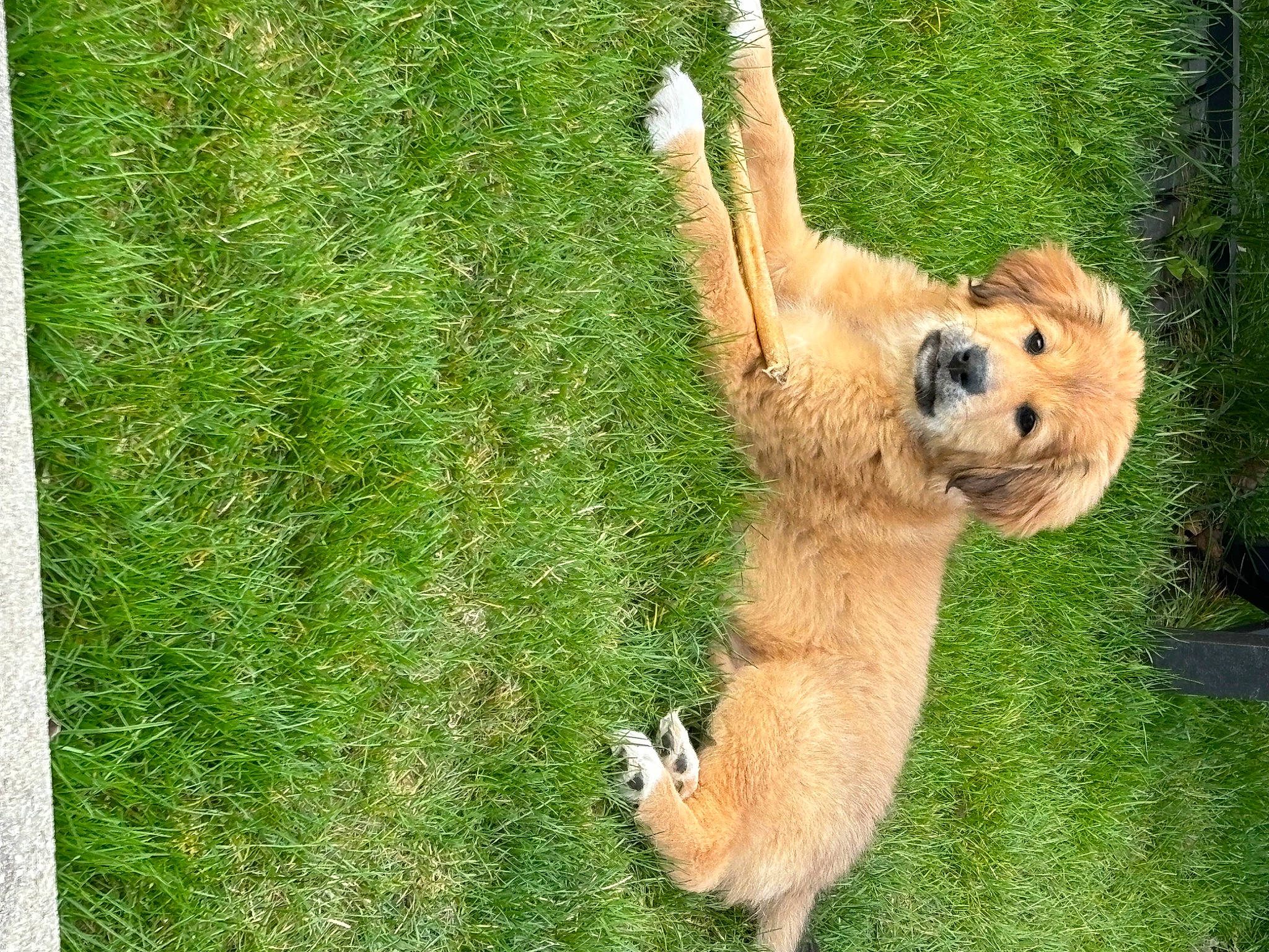 Nala is registered to the contest to win money with this photo: canidae, carnivore, companion_dog, dog, dog_breed, fawn, felidae, fur, german_spitz, grass, grassland, groundcover, people_in_nature, plant, spitz, sporting_group, tail, terrestrial_animal, toy, whiskers