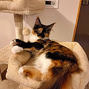 Bella a rejoint le concours — aidez-le/la à gagner de superbes lots ! cat, calico_cat, longhaired_cat, feline, pet, animal, fur, fluffy, tail, whiskers, ears, eyes, paws, sitting, lounging, cat_tree, scratching_post, plush, indoor, home