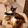 animal, calico_cat, cat, cat_tree, ears, eyes, feline, fluffy, fur, home, indoor, longhaired_cat, lounging, paws, pet, plush, scratching_post, sitting, tail, whiskers