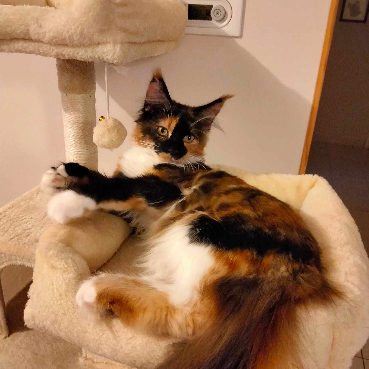 Bella a rejoint le concours — aidez-le/la à gagner de superbes lots ! cat, calico_cat, longhaired_cat, feline, pet, animal, fur, fluffy, tail, whiskers, ears, eyes, paws, sitting, lounging, cat_tree, scratching_post, plush, indoor, home
