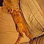 belly_up, cat, couch, cozy, cushion, domestic_animal, feline, fur, ginger_cat, indoor, living_room, lounging, paw, pet, pillow, relaxed, sleepy, sofa, tail, whiskers