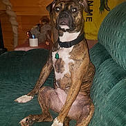 Coco Poofs is registered to the contest to win money with this photo: animal, architecture, boxer, building, bulldog, canine, chair, couch, cup, dog, face, furniture, head, indoors, interiordesign, livingroom, person, pet, pitbull, room