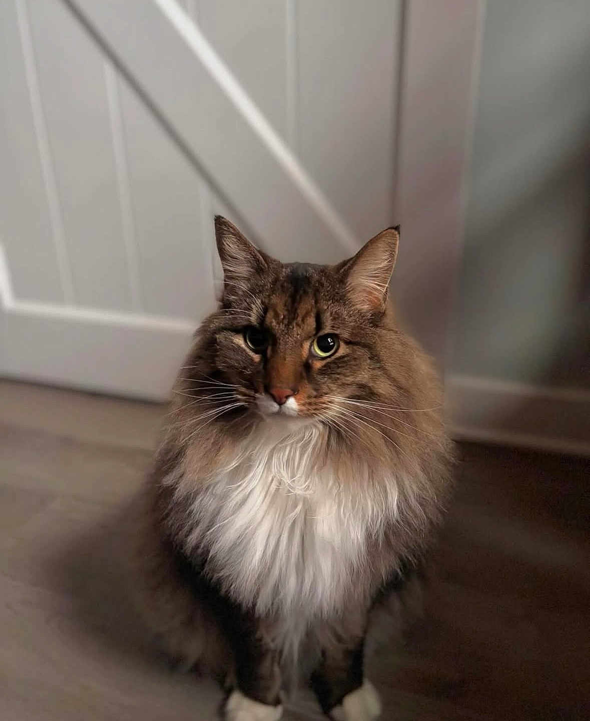 Kili joined the competition — help win amazing prizes! cat, fluffy, long_hair, brown, white, tabby, pet, indoor, floor, close_up, animal, feline, portrait, sitting, whiskers, ears, face, domestic, fur, eyes