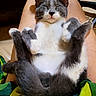 cat, kitten, gray_and_white, sleeping, relaxed, belly_up, paws, whiskers, ears, fur, fluffy, indoor, lap, human_legs, blanket, colorful, pet, portrait, cozy, cute