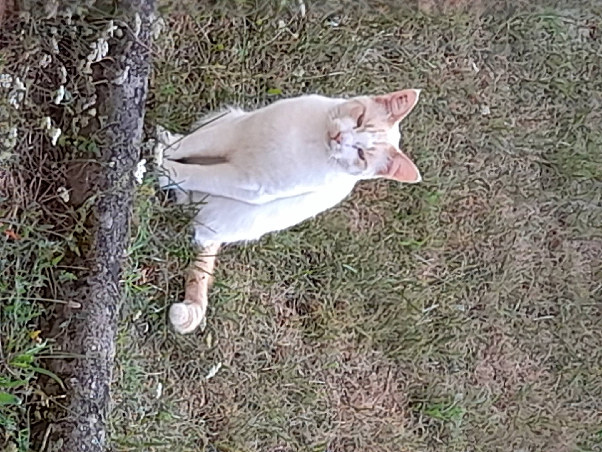 Simbas a rejoint le concours — aidez-le/la à gagner de superbes lots ! canidae, cat, dog_breed, fawn, felidae, fur, grass, plant, plant_stem, small_to_medium_sized_cats, soil, sporting_group, tail, terrestrial_animal, tree, trunk, wildlife, wood