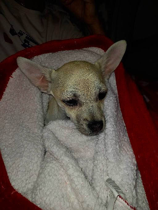 Tobby a rejoint le concours — aidez-le/la à gagner de superbes lots ! bone, canidae, carnivore, chihuahua, comfort, companion_dog, dog, dog_breed, fawn, fur, linens, paw, tail, terrestrial_animal, toy_dog, whiskers, wildlife