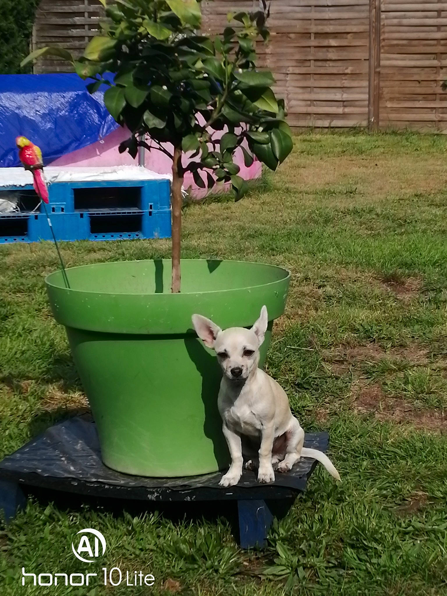 Tobby participe au concours pour gagner de l'argent avec cette photo : carnivore, chair, companion_dog, dog, dog_breed, dog_supply, fawn, fence, garden, grass, landscaping, lawn, leisure, outdoor_furniture, plant, tail, tree, waste_containment, working_animal, yard