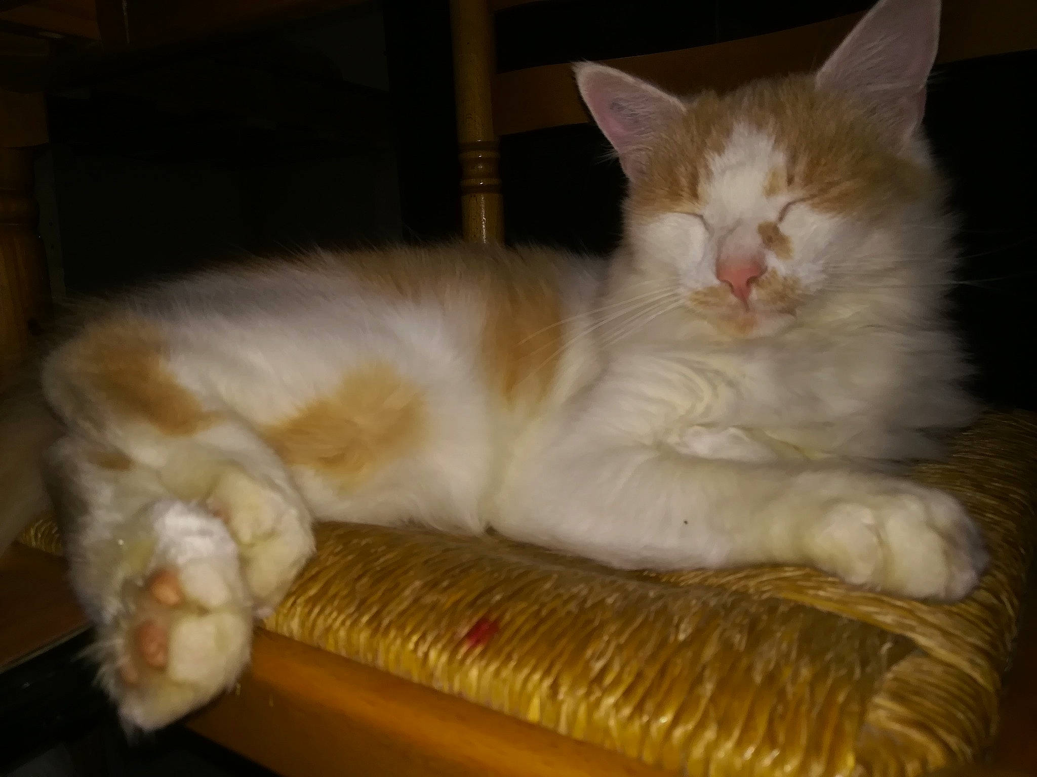 Guizmo participe au concours pour gagner de l'argent avec cette photo : carnivore, cat, cat_supply, claw, comfort, domestic_short_haired_cat, fawn, felidae, fur, nap, paw, small_to_medium_sized_cats, snout, tail, whiskers