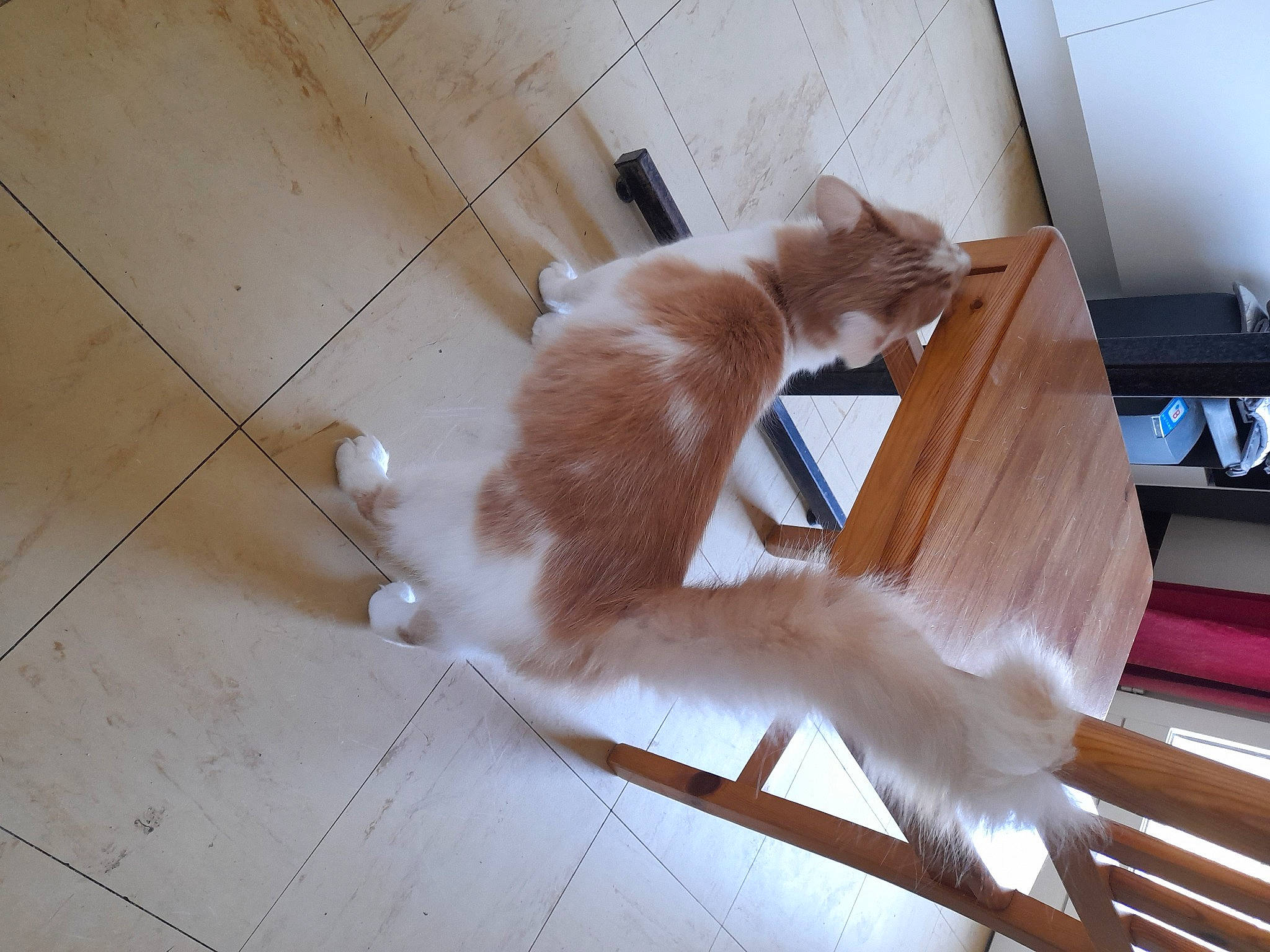 Guizmo a rejoint le concours — aidez-le/la à gagner de superbes lots ! cat, claw, comfort, companion_dog, domestic_short_haired_cat, felidae, floor, flooring, fur, hardwood, laminate_flooring, paw, plywood, tail, tile_flooring, whiskers, window, wood, wood_flooring, wood_stain